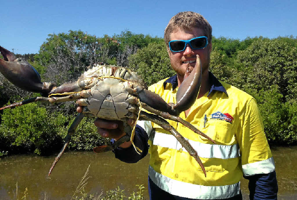 MASSIVE MUDDY: Mitch Powell with a 2.2kg mud crab caught at the top of the Narrows. MASSIVE MUDDY: Mitch Powell with a 2.2kg mud crab caught at the top of the Narrows.